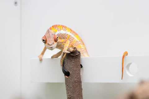 Ambilobe From "Doro-amboahaolo" (AKA Firefox) x "Raozy-rano" (AKA Rose Water) - Hatched March - April 2026 - Male #3