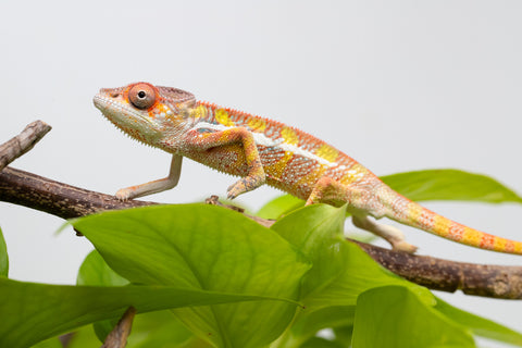 Ambilobe From "Doro-amboahaolo" (AKA Firefox) x "Raozy-rano" (AKA Rose Water) - Hatched March - April 2026 - Male #3