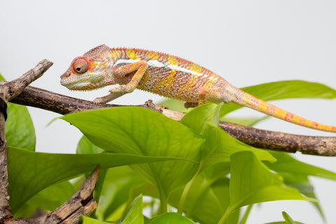 Ambilobe From "Doro-amboahaolo" (AKA Firefox) x "Raozy-rano" (AKA Rose Water) - Hatched March - April 2026 - Male #3
