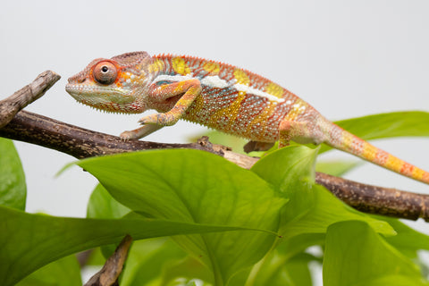 Ambilobe From "Doro-amboahaolo" (AKA Firefox) x "Raozy-rano" (AKA Rose Water) - Hatched March - April 2026 - Male #3