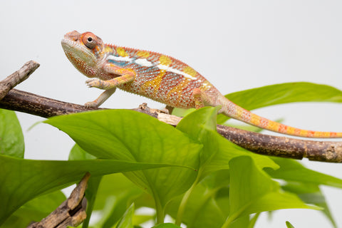 Ambilobe From "Doro-amboahaolo" (AKA Firefox) x "Raozy-rano" (AKA Rose Water) - Hatched March - April 2026 - Male #3