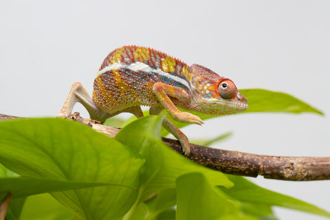 Ambilobe From "Doro-amboahaolo" (AKA Firefox) x "Raozy-rano" (AKA Rose Water) - Hatched March - April 2026 - Male #3