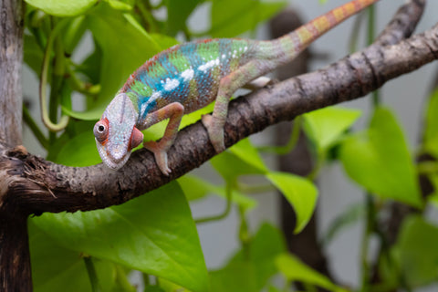 Ambilobe From "Doro-amboahaolo" (AKA Firefox) x "Raozy-rano" (AKA Rose Water) - Hatched March - April 2026 - Male #4