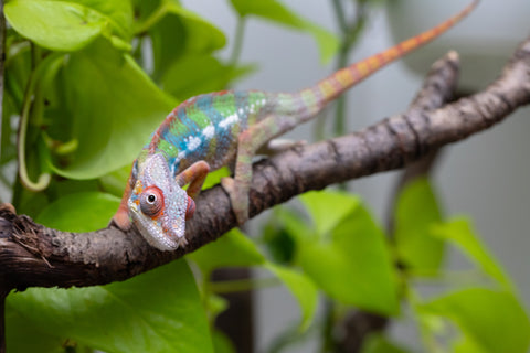 Ambilobe From "Doro-amboahaolo" (AKA Firefox) x "Raozy-rano" (AKA Rose Water) - Hatched March - April 2026 - Male #4