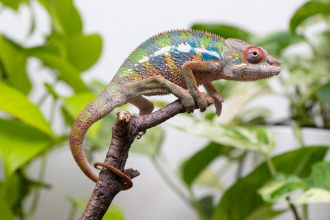 Ambilobe From "Doro-amboahaolo" (AKA Firefox) x "Raozy-rano" (AKA Rose Water) - Hatched March - April 2026 - Male #4
