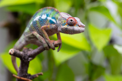 Ambilobe From "Doro-amboahaolo" (AKA Firefox) x "Raozy-rano" (AKA Rose Water) - Hatched March - April 2026 - Male #4
