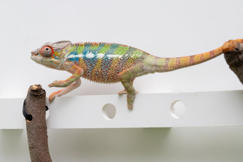 Ambilobe From "Doro-amboahaolo" (AKA Firefox) x "Raozy-rano" (AKA Rose Water) - Hatched March - April 2026 - Male #4