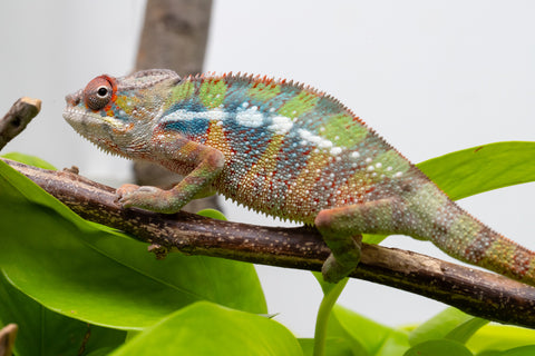 Ambilobe From "Doro-amboahaolo" (AKA Firefox) x "Raozy-rano" (AKA Rose Water) - Hatched March - April 2026 - Male #4