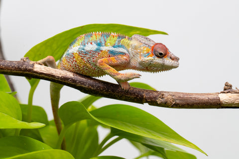 Ambilobe From "Doro-amboahaolo" (AKA Firefox) x "Raozy-rano" (AKA Rose Water) - Hatched March - April 2026 - Male #4