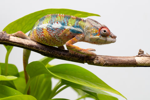 Ambilobe From "Doro-amboahaolo" (AKA Firefox) x "Raozy-rano" (AKA Rose Water) - Hatched March - April 2026 - Male #4