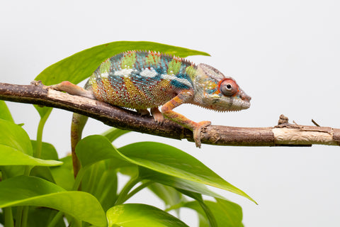 Ambilobe From "Doro-amboahaolo" (AKA Firefox) x "Raozy-rano" (AKA Rose Water) - Hatched March - April 2026 - Male #4