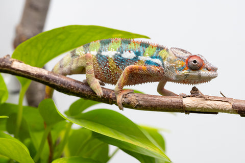 Ambilobe From "Doro-amboahaolo" (AKA Firefox) x "Raozy-rano" (AKA Rose Water) - Hatched March - April 2026 - Male #4