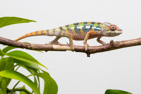 Ambilobe From "Doro-amboahaolo" (AKA Firefox) x "Raozy-rano" (AKA Rose Water) - Hatched March - April 2026 - Male #4