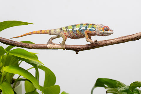 Ambilobe From "Doro-amboahaolo" (AKA Firefox) x "Raozy-rano" (AKA Rose Water) - Hatched March - April 2026 - Male #4