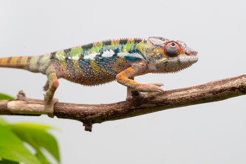 Ambilobe From "Doro-amboahaolo" (AKA Firefox) x "Raozy-rano" (AKA Rose Water) - Hatched March - April 2026 - Male #4