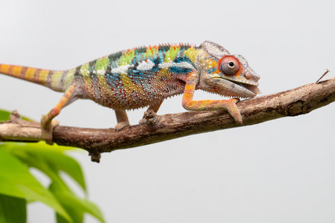 Ambilobe From "Doro-amboahaolo" (AKA Firefox) x "Raozy-rano" (AKA Rose Water) - Hatched March - April 2026 - Male #4