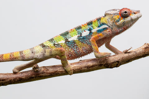 Ambilobe From "Doro-amboahaolo" (AKA Firefox) x "Raozy-rano" (AKA Rose Water) - Hatched March - April 2026 - Male #4