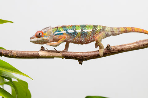 Ambilobe From "Doro-amboahaolo" (AKA Firefox) x "Raozy-rano" (AKA Rose Water) - Hatched March - April 2026 - Male #4
