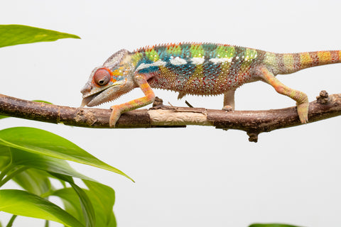Ambilobe From "Doro-amboahaolo" (AKA Firefox) x "Raozy-rano" (AKA Rose Water) - Hatched March - April 2026 - Male #4
