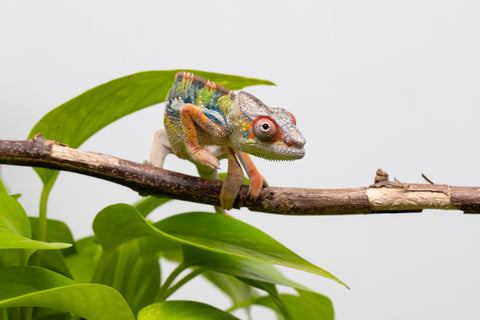 Ambilobe From "Doro-amboahaolo" (AKA Firefox) x "Raozy-rano" (AKA Rose Water) - Hatched March - April 2026 - Male #4