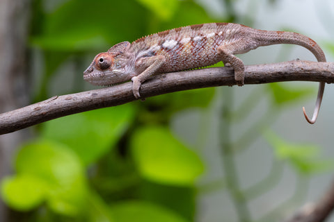 Ambilobe From "Doro-amboahaolo" (AKA Firefox) x "Raozy-rano" (AKA Rose Water) - Hatched June 2026 - Male #1