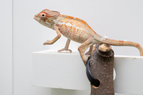 *LAST FROM SIRE* Ambilobe From "Doro-amboahaolo" (AKA Firefox) x "Raozy-rano" (AKA Rose Water) - Hatched July - August 2026 - Male #1
