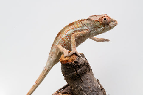 *LAST FROM SIRE* Ambilobe From "Doro-amboahaolo" (AKA Firefox) x "Raozy-rano" (AKA Rose Water) - Hatched July - August 2026 - Male #1