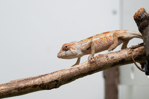 *LAST FROM SIRE* Ambilobe From "Doro-amboahaolo" (AKA Firefox) x "Raozy-rano" (AKA Rose Water) - Hatched July - August 2026 - Male #1