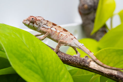*LAST FROM SIRE* Ambilobe From "Doro-amboahaolo" (AKA Firefox) x "Raozy-rano" (AKA Rose Water) - Hatched July - August 2026 - Male #1