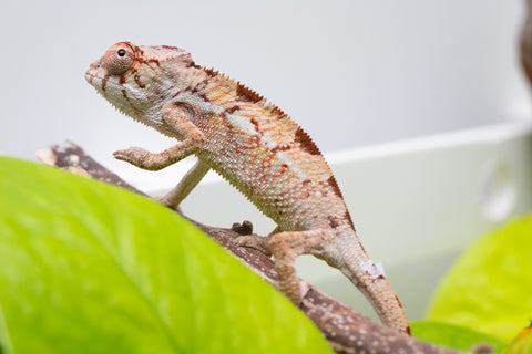 *LAST FROM SIRE* Ambilobe From "Doro-amboahaolo" (AKA Firefox) x "Raozy-rano" (AKA Rose Water) - Hatched July - August 2026 - Male #1