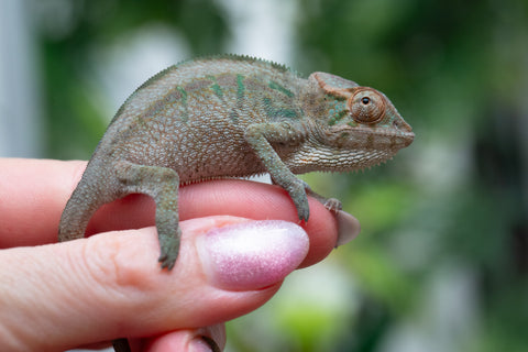 Holdbacks/Individuals: Nosy Be group from "Dr Noonien Song" x "Andreth" - Hatched March 2025 - Female #1