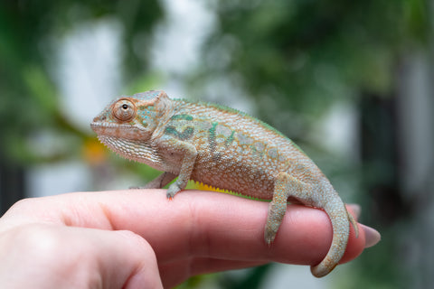 Holdbacks/Individuals: Nosy Be group from "Dr Noonien Song" x "Andreth" - Hatched March 2025 - Female #1