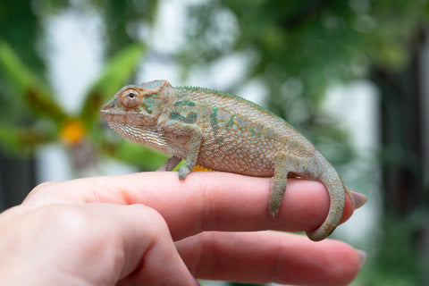 Holdbacks/Individuals: Nosy Be group from "Dr Noonien Song" x "Andreth" - Hatched March 2025 - Female #1