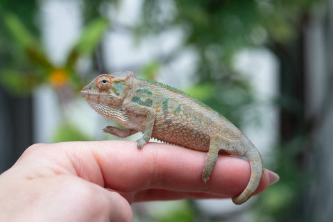 Holdbacks/Individuals: Nosy Be group from "Dr Noonien Song" x "Andreth" - Hatched March 2025 - Female #1