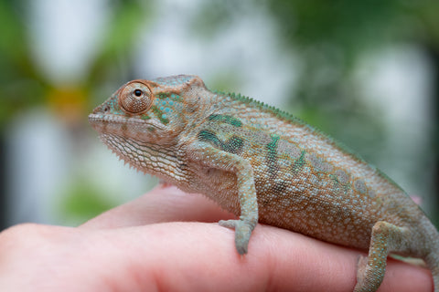 Holdbacks/Individuals: Nosy Be group from "Dr Noonien Song" x "Andreth" - Hatched March 2025 - Female #1