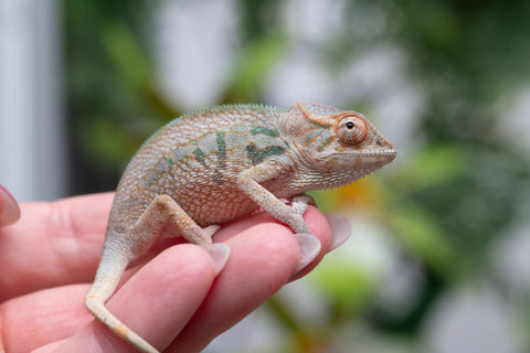 Holdbacks/Individuals: Nosy Be group from "Dr Noonien Song" x "Andreth" - Hatched March 2025 - Female #1