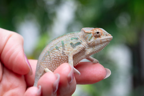 Holdbacks/Individuals: Nosy Be group from "Dr Noonien Song" x "Andreth" - Hatched March 2025 - Female #1