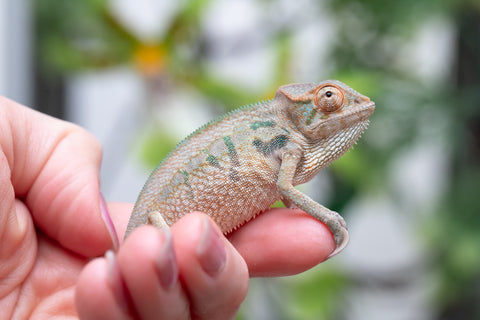 Holdbacks/Individuals: Nosy Be group from "Dr Noonien Song" x "Andreth" - Hatched March 2025 - Female #1