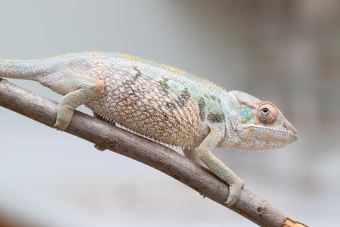 Holdbacks/Individuals: Nosy Be group from "Dr Noonien Song" x "Andreth" - Hatched March 2025 - Female #3