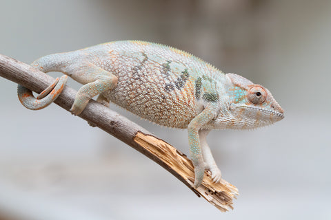 Holdbacks/Individuals: Nosy Be group from "Dr Noonien Song" x "Andreth" - Hatched March 2025 - Female #3