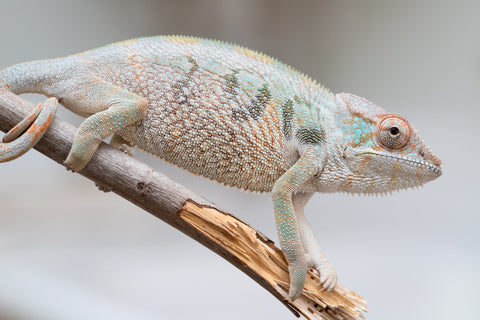 Holdbacks/Individuals: Nosy Be group from "Dr Noonien Song" x "Andreth" - Hatched March 2025 - Female #3