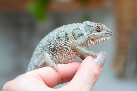 Holdbacks/Individuals: Nosy Be group from "Dr Noonien Song" x "Andreth" - Hatched March 2025 - Female #3