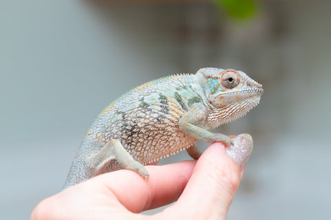 Holdbacks/Individuals: Nosy Be group from "Dr Noonien Song" x "Andreth" - Hatched March 2025 - Female #3