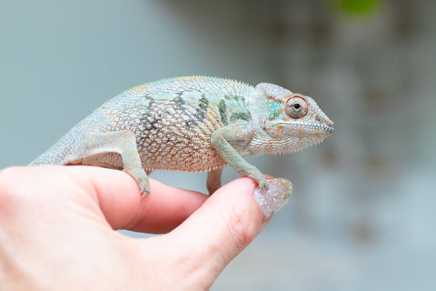 Holdbacks/Individuals: Nosy Be group from "Dr Noonien Song" x "Andreth" - Hatched March 2025 - Female #3