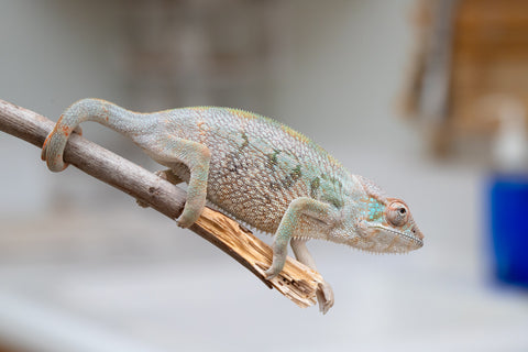 Holdbacks/Individuals: Nosy Be group from "Dr Noonien Song" x "Andreth" - Hatched March 2025 - Female #3