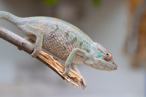 Holdbacks/Individuals: Nosy Be group from "Dr Noonien Song" x "Andreth" - Hatched March 2025 - Female #3
