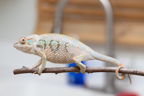 Holdbacks/Individuals: Nosy Be group from "Dr Noonien Song" x "Andreth" - Hatched March 2025 - Female #3