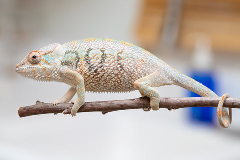 Holdbacks/Individuals: Nosy Be group from "Dr Noonien Song" x "Andreth" - Hatched March 2025 - Female #3