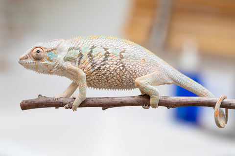 Holdbacks/Individuals: Nosy Be group from "Dr Noonien Song" x "Andreth" - Hatched March 2025 - Female #3