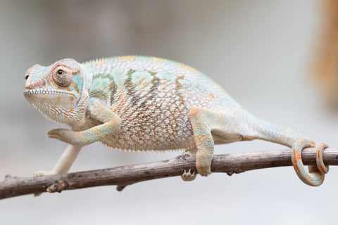 Holdbacks/Individuals: Nosy Be group from "Dr Noonien Song" x "Andreth" - Hatched March 2025 - Female #3